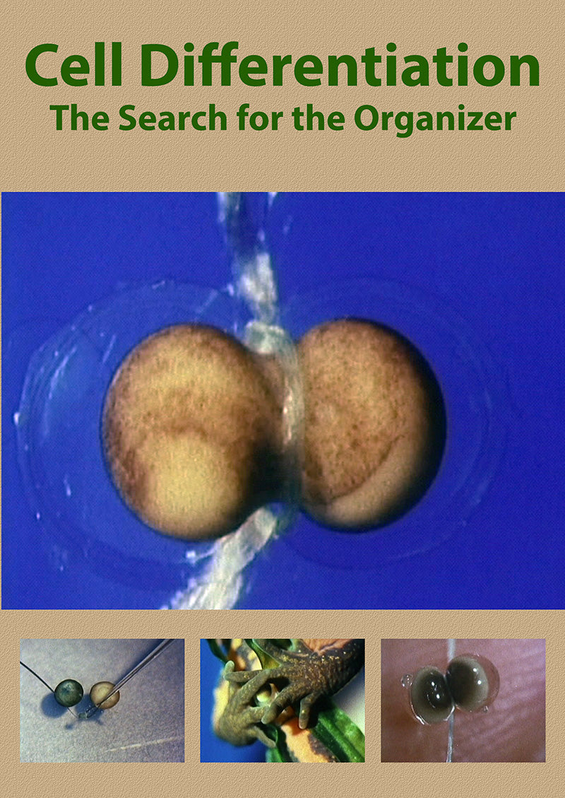 Cell Differentiation - The Search for the Organizer
