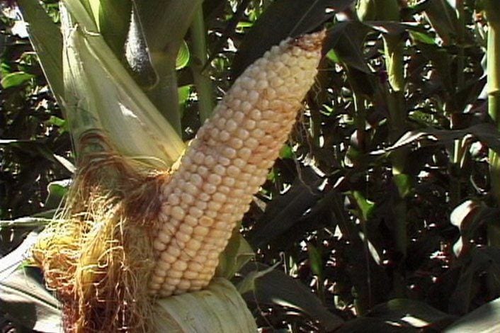 Farm to Market Rice and Corn