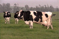Farm to Market Dairy