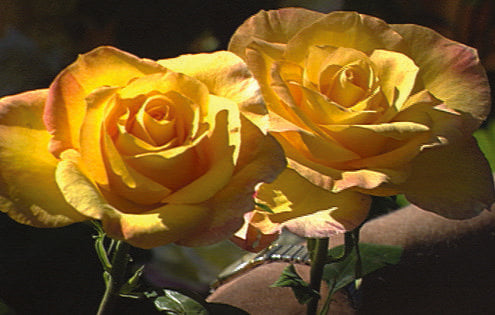 Farm to Market Flowers