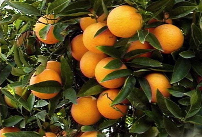Farm to Market Fruit