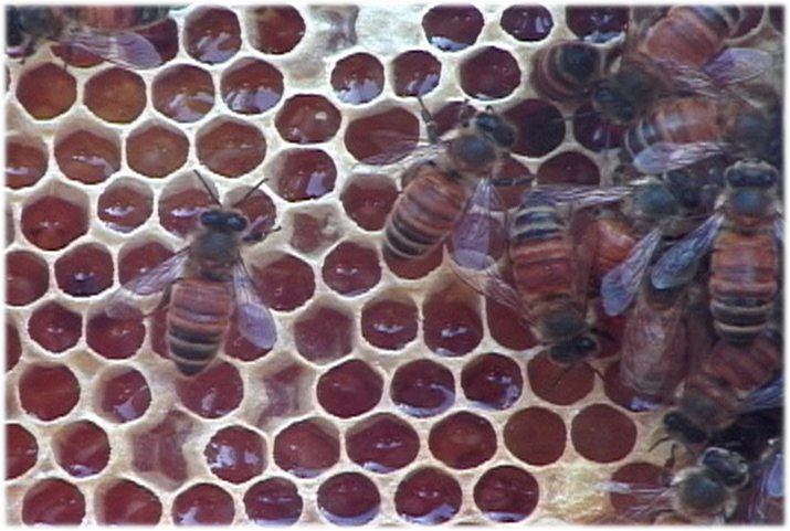 Farm to Market Honey
