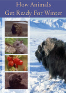 Ecology for Beginners:  How Animals Get Ready for Winter