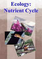 Ecology The Nutrient Cycle