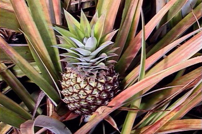 Farm to Market Tropical Fruit