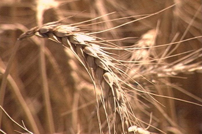 Farm to Market Wheat