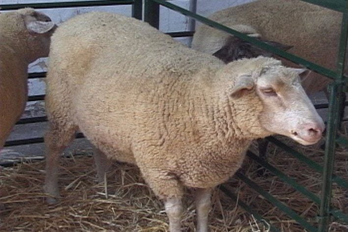 Farm to Market Wool