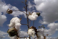 Farm to Market Cotton