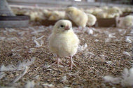 Farm to Market Poultry and Eggs